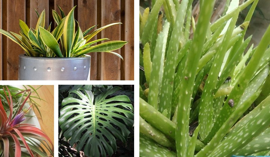 Collage aus Bildern von Aloe Vera, Monstera, Tillandsien und Bogenhanf